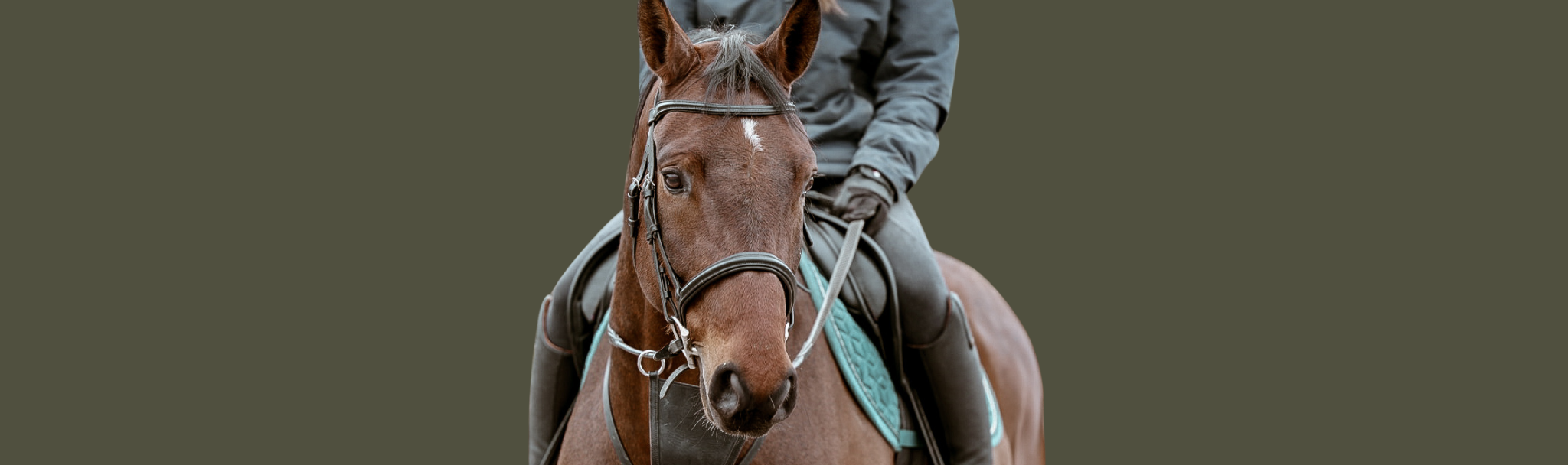 66% of what UK horse buyers actually search for can't be searched for at all